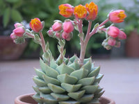 Succulent Samen zur Aussaat – Anzucht Succulent Blumen