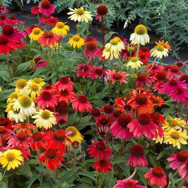 Echinacea (echinacea cheyenne) samen for anpflanzung in home garten