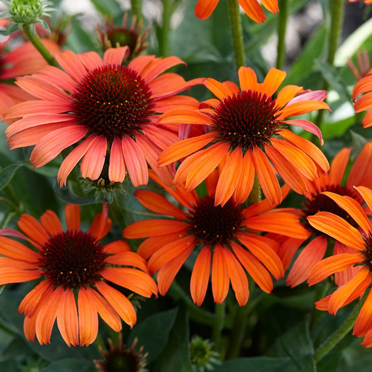 Echinacea blume samen for anpflanzung