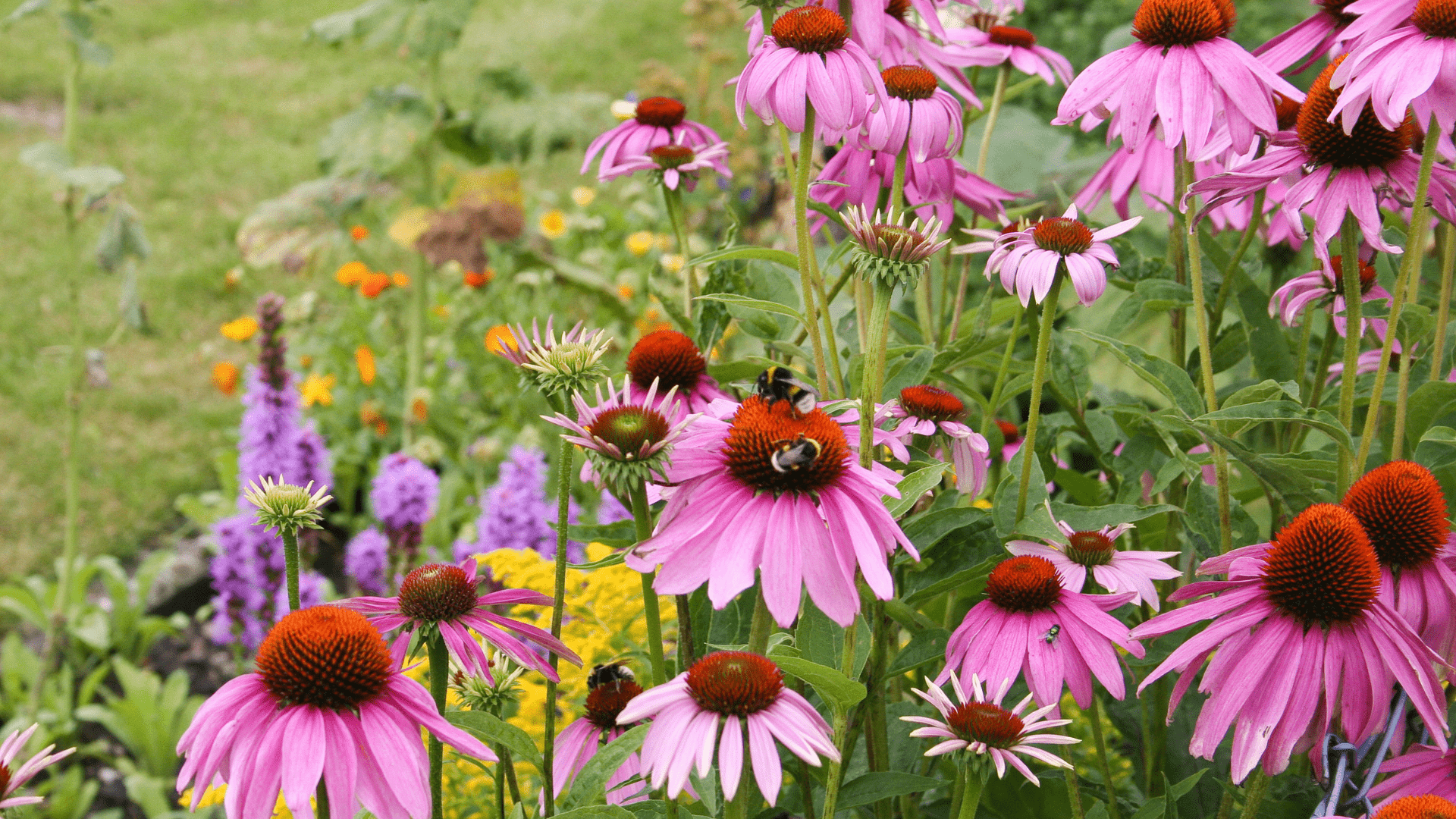 Echinacea weiß and lila blumen in garten bed