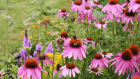 Echinacea weiß and lila blumen in garten bed