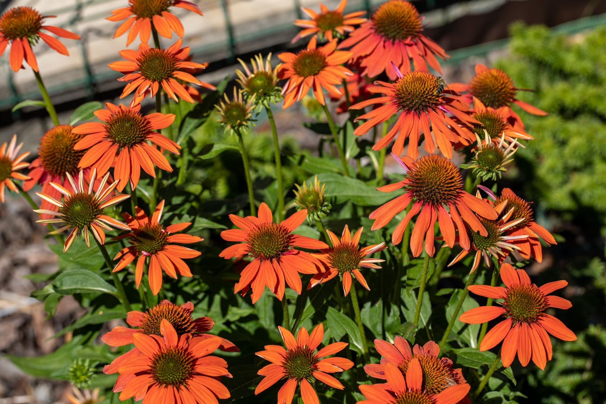 Echinacea blumen wachsend in garten beds