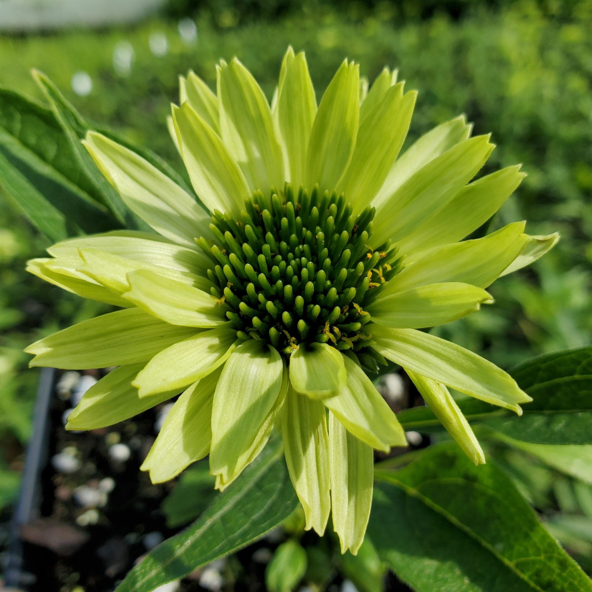 Echinacea Blumensamen zur Aussaat sonnenliebend Traditionssorte & ohne Gentechnik Samen Hausgarten