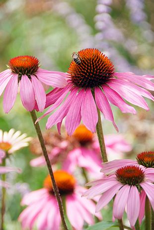 Echinacea pallida Anbau in prairie-style meadow