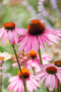 Echinacea pallida Anbau in prairie-style meadow