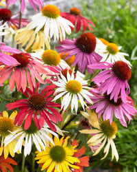 ConeFlower Samen zur Aussaat Wildblume Mischung Traditionssorte & ohne Gentechnik Samen Hausgarten