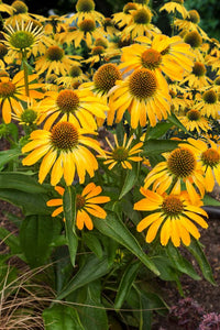 Sonnenhut Blumensamen zur Aussaat für mehrjährige Blüten