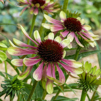 Grün ConeFlower Samen zur Aussaat – ideal Rabatten – Traditionssorte & ohne Gentechnik Samen Hausgarten