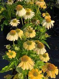 Yellow Echinacea grown from Samen in perennial border