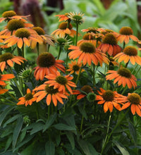 Echinacea seedlings keimend from soil