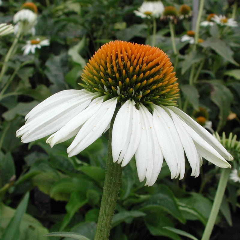 Echinacea weiß blume samen for anpflanzung