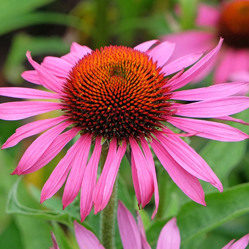 Echinacea samen for anpflanzung weiß petals with lila center