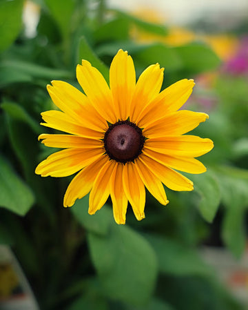 Echinacea gelb blume samen for anpflanzung