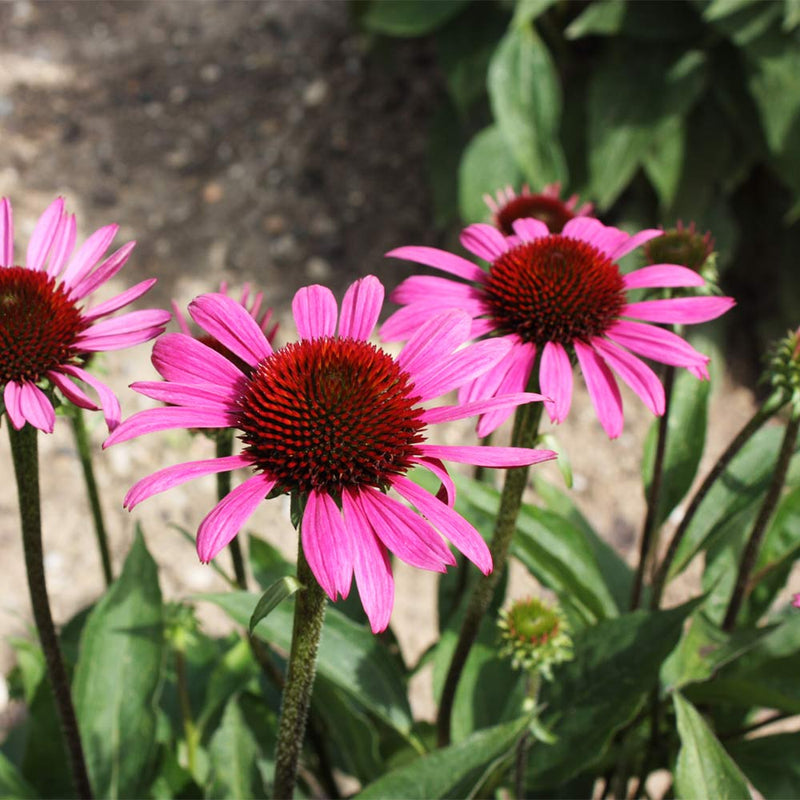 Graines de fleurs d’échinacée à semer, indispensables au jardin de style champêtre, variété traditionnelle et sans OGM, graines pour le jardin potager