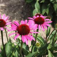Echinacea Samen zur Aussaat – Anzucht Coneflower Blüten