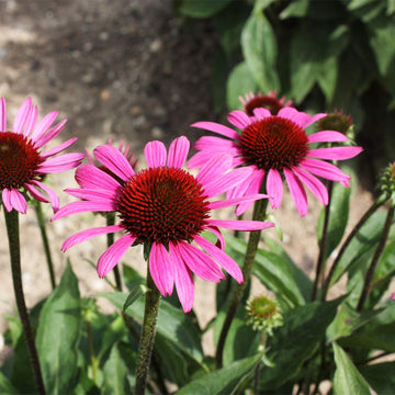 Echinacea Samen zur Aussaat – Anzucht Coneflower Blüten