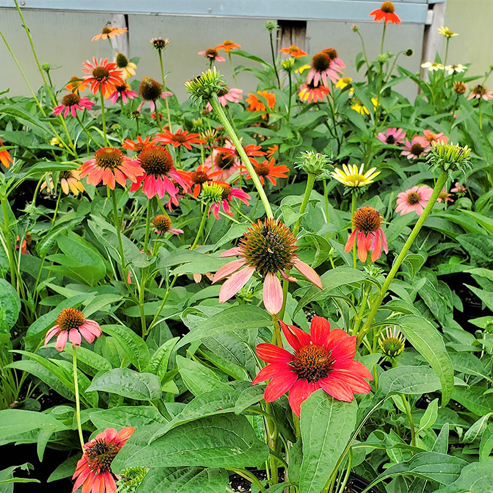 Young Echinacea Seedlings Anbau in Soil