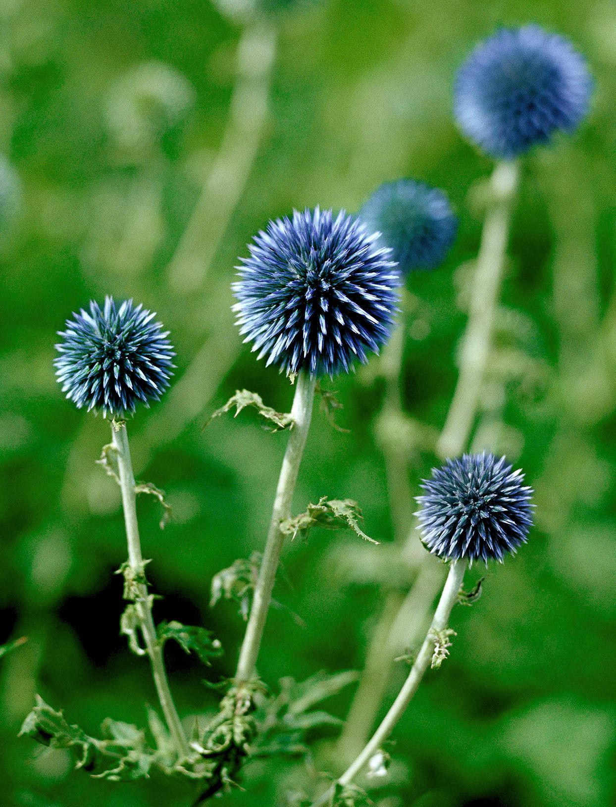 Blau Edeldistel Edeldistel Samen zur Aussaat – einzigartig trockenheitsverträglich Blumensamen