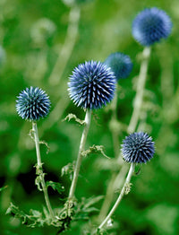 Blau Edeldistel Edeldistel Samen zur Aussaat – einzigartig trockenheitsverträglich Blumensamen