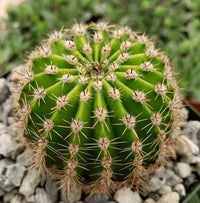 Echinopsis Chamaecereus Blumensamen zur Aussaat duftend Blüten Traditionssorte & ohne Gentechnik Samen Hausgarten