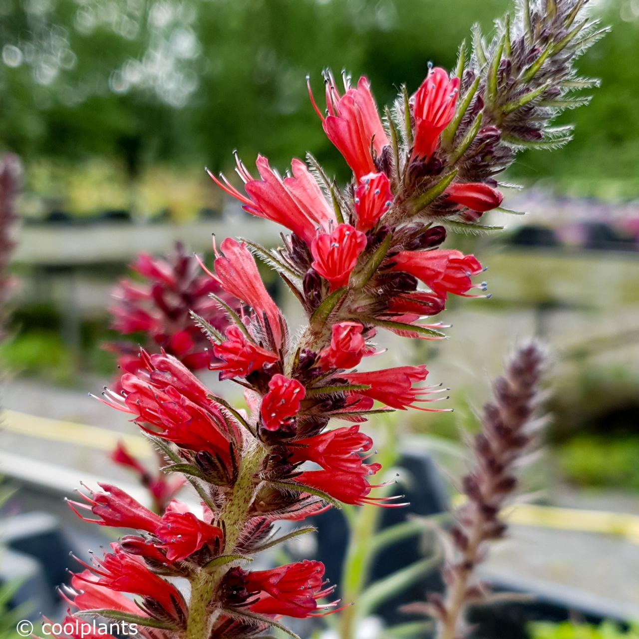 Rot Amoenum Blumensamen zur Aussaat leuchtend Traditionssorte & ohne Gentechnik Samen Hausgarten