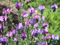 Lila Pattersons Curse Blumensamen einfache Aussaat