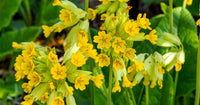 Traditionssorte Schlüsselblume Blumensamen zur Aussaat duftend Blüten Traditionssorte & ohne Gentechnik Samen Hausgarten