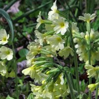 Grün Weiß Schlüsselblume Blumensamen zur Aussaat – ideal Rabatten – Traditionssorte & ohne Gentechnik Samen Hausgarten