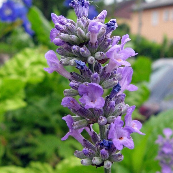 lavender lavandula angustifolia samen lavendelbluten
