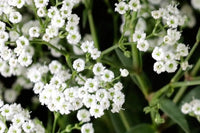 Traditionssorte Gypsophila Paniculata Blumensamen zur Aussaat lang Blüte Saison Traditionssorte & ohne Gentechnik Samen Hausgarten