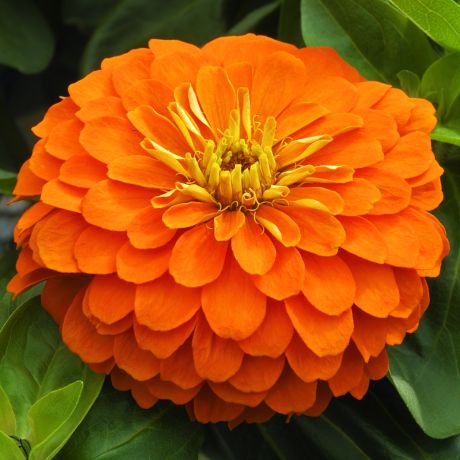 Orange Zinnie Samen Garten Essentials farbenfroh Blüten