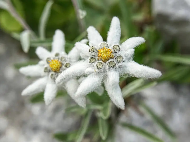 Weiß Leontopodium Blumensamen zur Aussaat – robust Sorte – Traditionssorte & ohne Gentechnik Samen Hausgarten