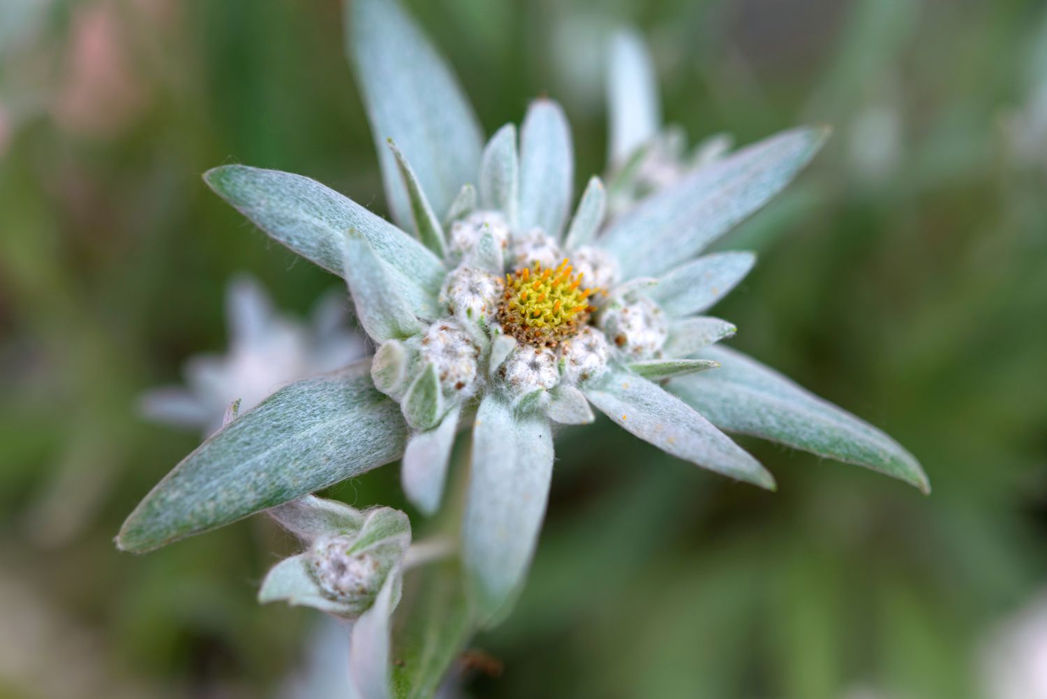 Edelweiss Blumensamen zur Aussaat robust Sorte Traditionssorte & ohne Gentechnik Samen Hausgarten