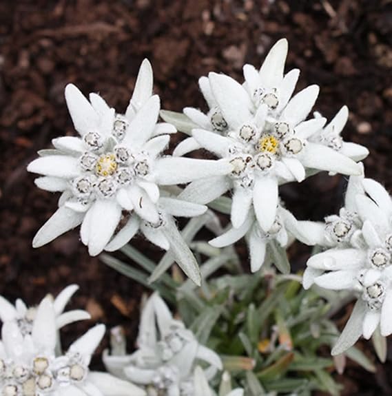 Edelweiss blume samen for anpflanzung
