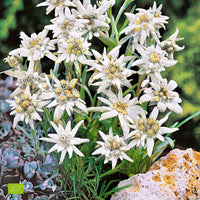 Edelweiss blume used as alpine ground cover
