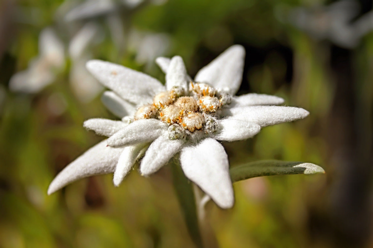 Weiß edelweiss blumen wachsend in rock garten