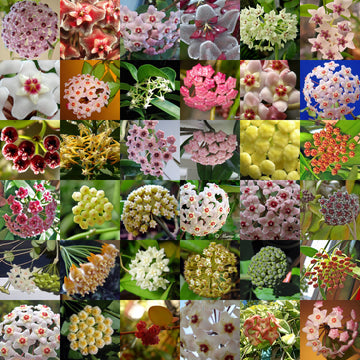 exotisch Hoya Blumensamen zur Aussaat – Grün & Kastanienrot Varieties