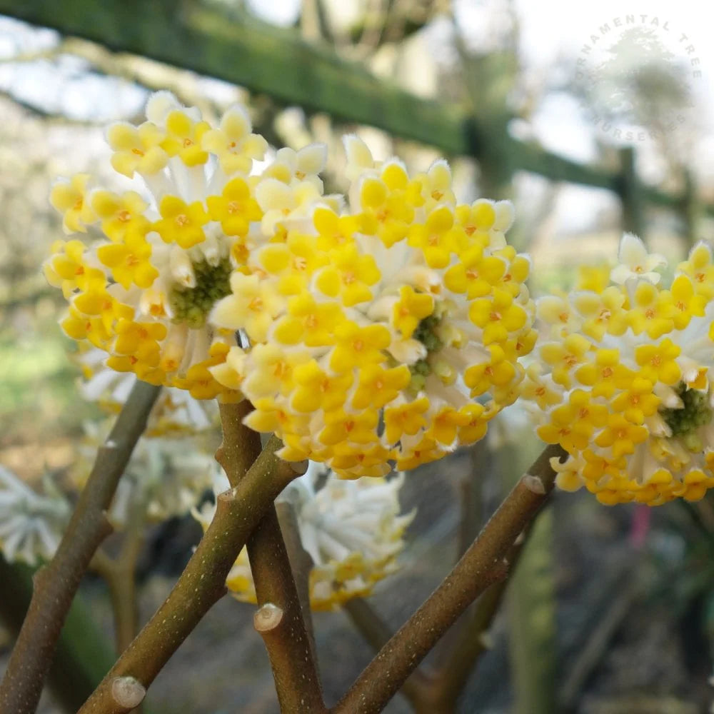 Traditionssorte Gelb Edgeworthia Blumensamen zur Aussaat robust Sorte Traditionssorte & ohne Gentechnik Samen Hausgarten