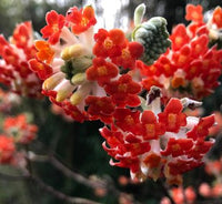 Close-up of bright rot edgeworthia blume clusters