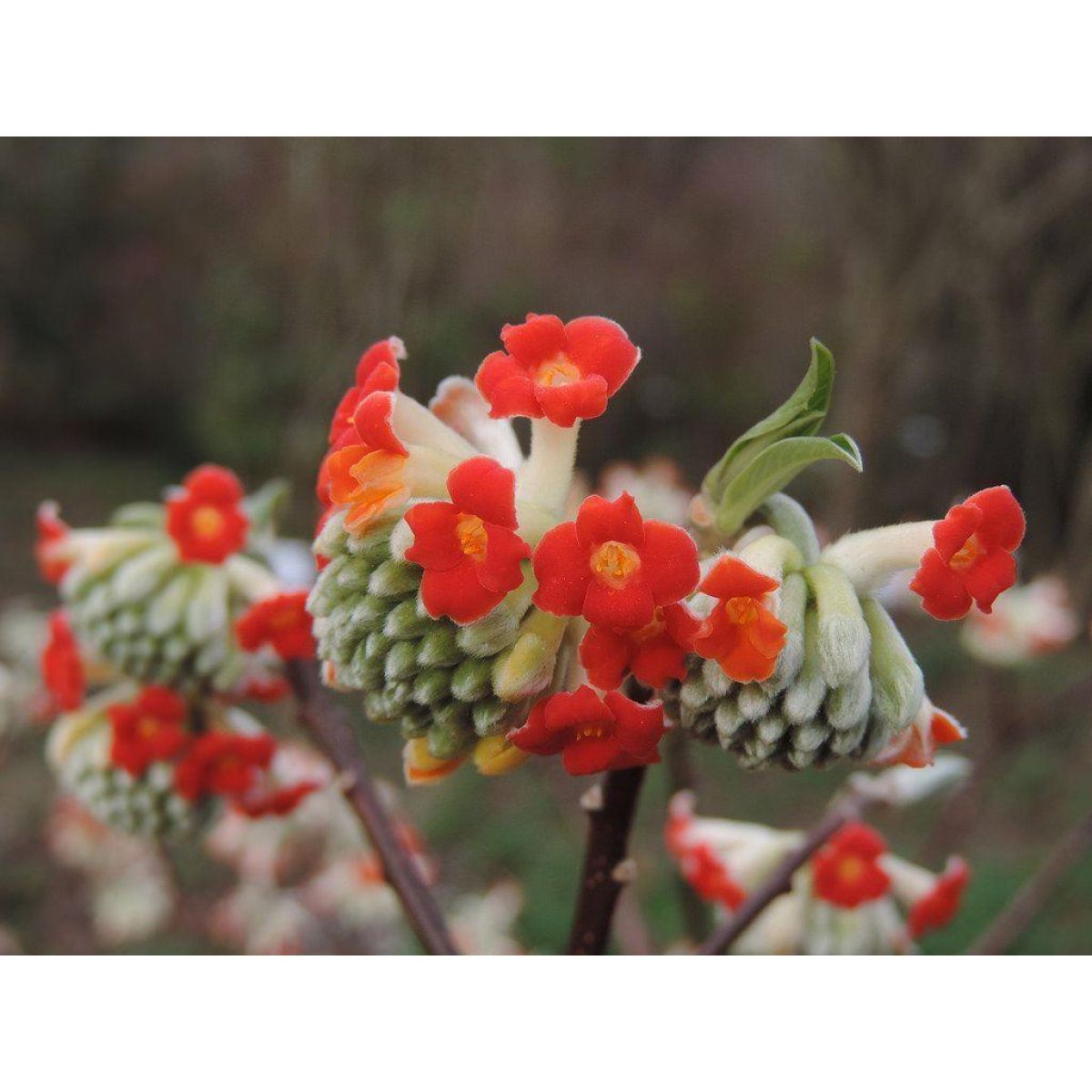 Edgeworthia shrub with vibrant rot blooms