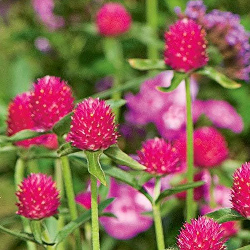 Gomphrena Blumensamen zur Aussaat duftend Blüten Traditionssorte & ohne Gentechnik Samen Hausgarten