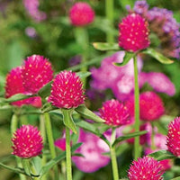 Gomphrena Blumensamen zur Aussaat duftend Blüten Traditionssorte & ohne Gentechnik Samen Hausgarten