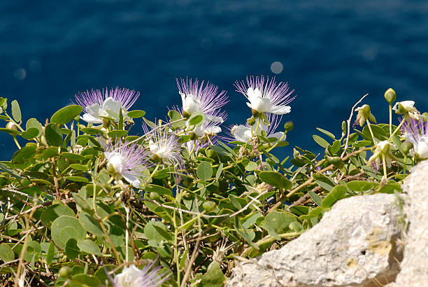 essbar Capers from Capparis spinosa Bush Close-Up