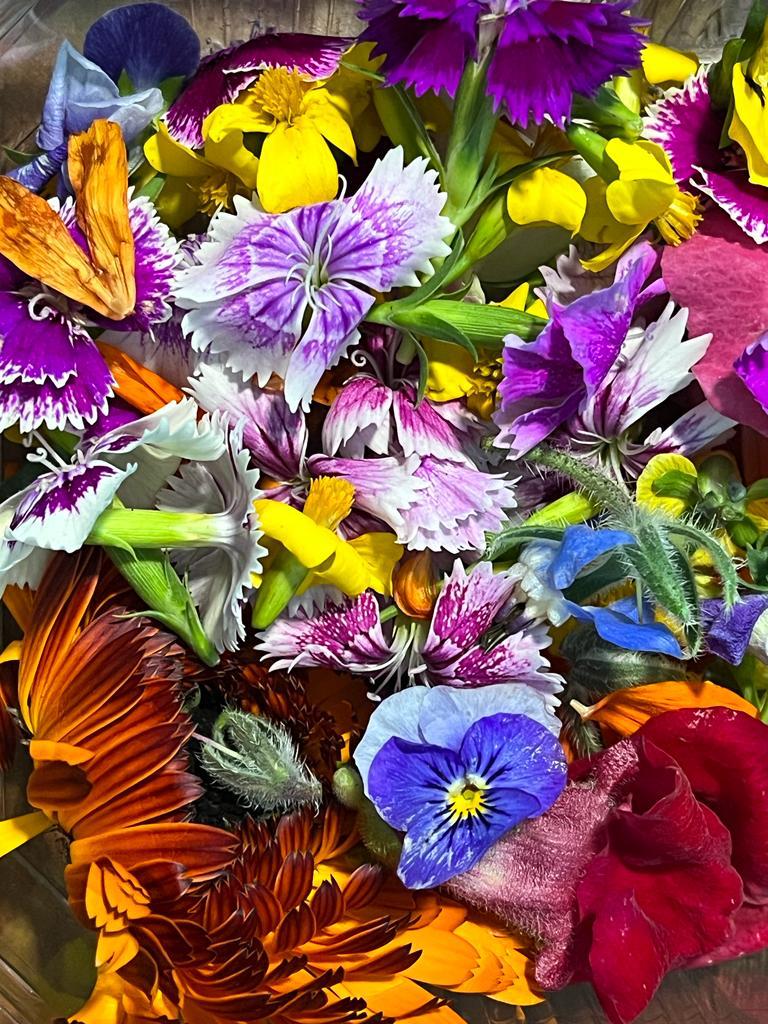 hochwertig essbar Blume Samen Pack for Colorful Gardens