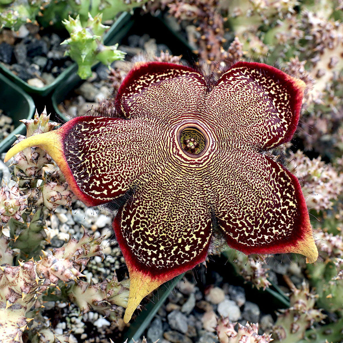 Edithcolea blume samen for anpflanzung - seasonal bloomer, heirloom & gmo free samen for home garten
 
 sale samen for home garten