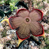 Edithcolea blume samen for anpflanzung - seasonal bloomer, heirloom & gmo free samen for home garten
 
 sale samen for home garten