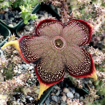 Edithcolea blume samen for anpflanzung - seasonal bloomer, heirloom & gmo free samen for home garten
 
 sale samen for home garten
