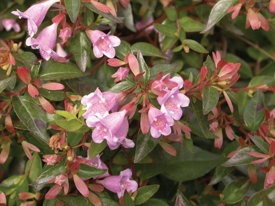 Lavendel Abelia Blumensamen zur Aussaat – pflegeleicht – Traditionssorte & ohne Gentechnik Samen Hausgarten