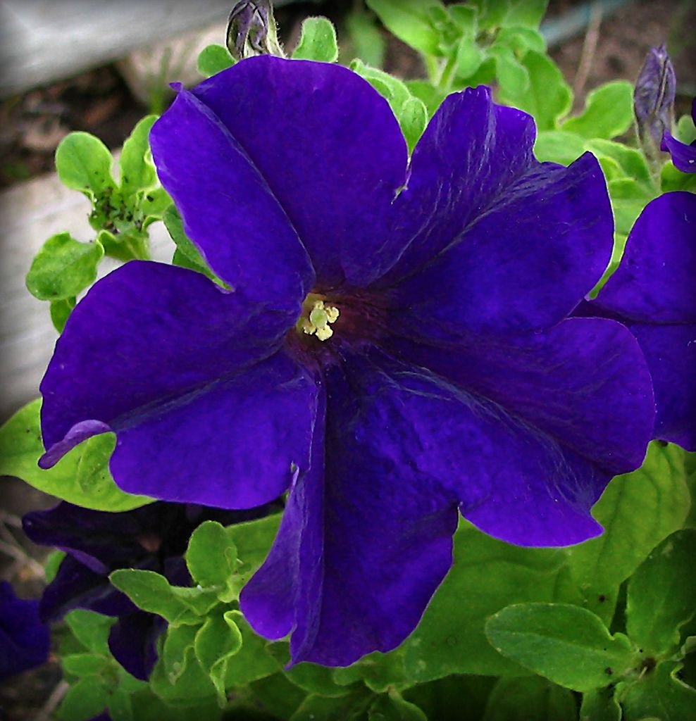 Blau Petunie Blumensamen zur Aussaat – leuchtend – Traditionssorte & ohne Gentechnik Samen Hausgarten