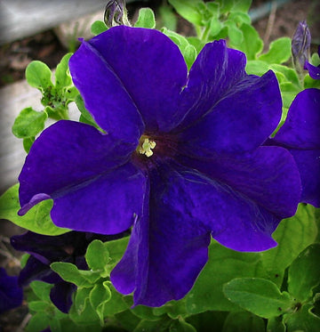 Blau Petunie Blumensamen zur Aussaat – leuchtend – Traditionssorte & ohne Gentechnik Samen Hausgarten
